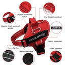 Peitoral Personalizado para Cães | Conforto e Segurança com Fecho Rápido e Refletivo